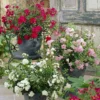 Ground Cover Fairy Roses - Lucky Dip Collection - Pack Of THREE Plants