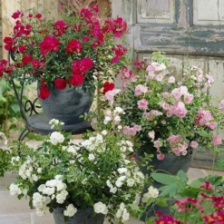 Ground Cover Fairy Roses - Lucky Dip Collection - Pack Of THREE Plants