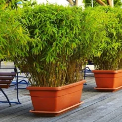 Fargesia 'Asian Wonder' - Red Dragon Clumping Umbrella Bamboo -Outlet Plant Store fargesia asian wonder 2 1