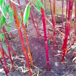Fargesia 'Asian Wonder' - Red Dragon Clumping Umbrella Bamboo -Outlet Plant Store fargesia asian wonder web2 750x750 2