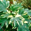 LARGE Fatsia Japonica Variegata - Variegated False Castor Oil Plant - Evergreen