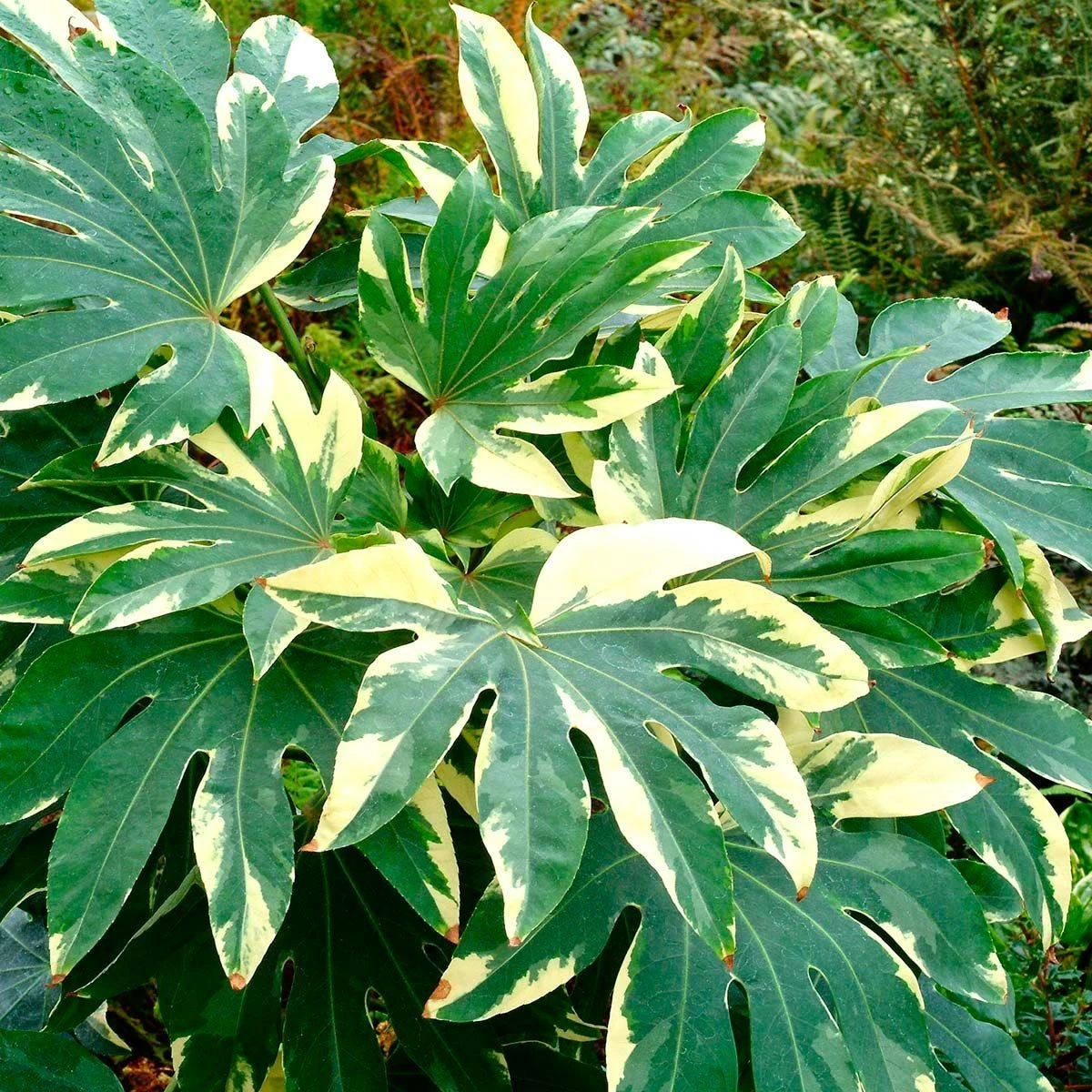 LARGE Fatsia Japonica Variegata - Variegated False Castor Oil Plant - Evergreen 1 LARGE Fatsia Japonica Variegata - Variegated False Castor Oil Plant - Evergreen