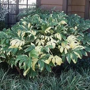 LARGE Fatsia Japonica Variegata - Variegated False Castor Oil Plant - Evergreen 3 LARGE Fatsia Japonica Variegata - Variegated False Castor Oil Plant - Evergreen - Image 3
