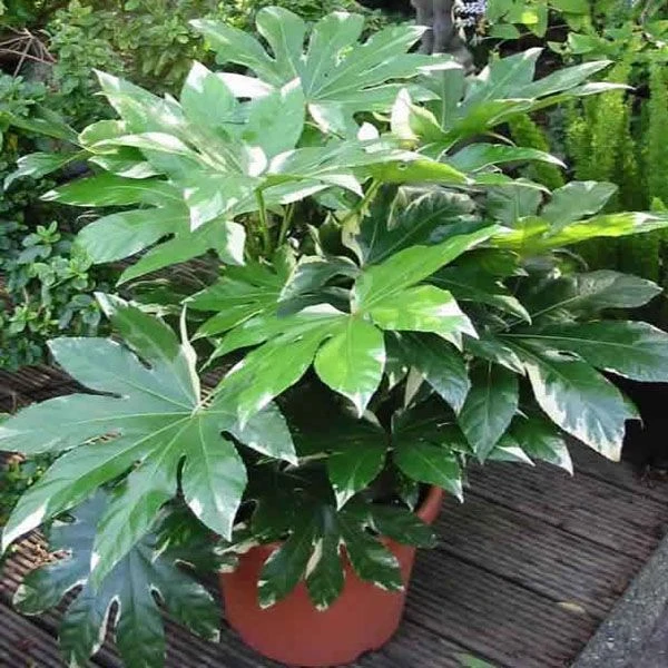 LARGE Fatsia Japonica Variegata - Variegated False Castor Oil Plant - Evergreen 2 LARGE Fatsia Japonica Variegata - Variegated False Castor Oil Plant - Evergreen - Image 2