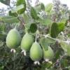 Feijoa Sellowiana - Pineapple Guava - Acca Sellowiana