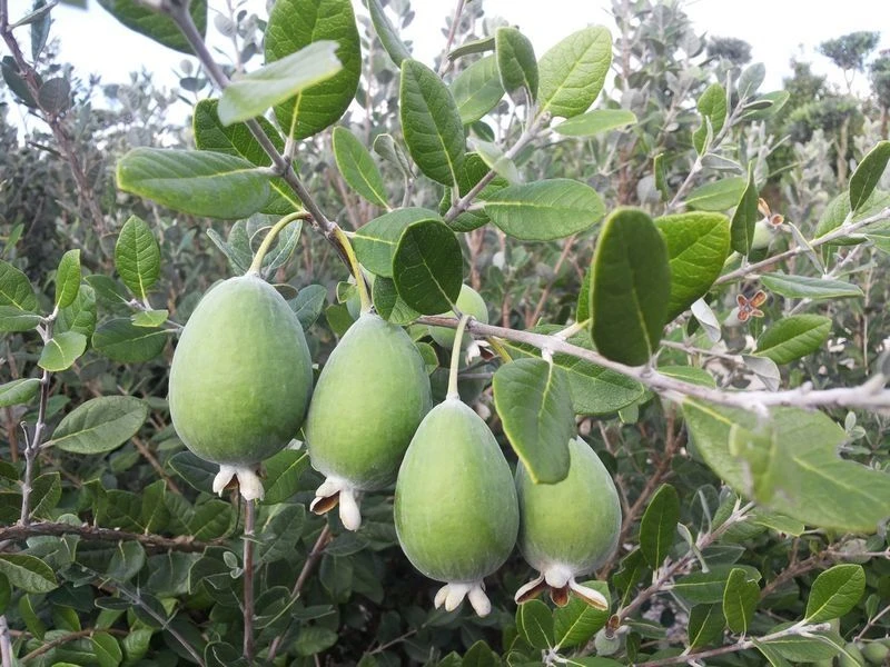 Feijoa Sellowiana - Pineapple Guava - Acca Sellowiana 1 Feijoa Sellowiana - Pineapple Guava - Acca Sellowiana