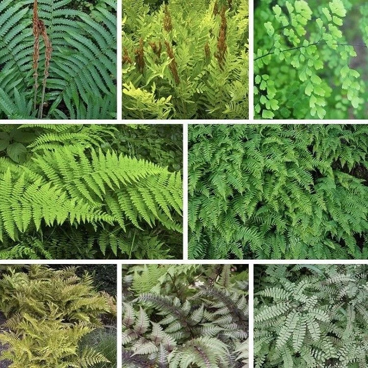 Fantastic Ferns Collection - FIVE Different Fern Plants In Assorted Varieties 2 Fantastic Ferns Collection - FIVE Different Fern Plants In Assorted Varieties - Image 2