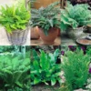 Fantastic Ferns Collection - FIVE Different Fern Plants In Assorted Varieties