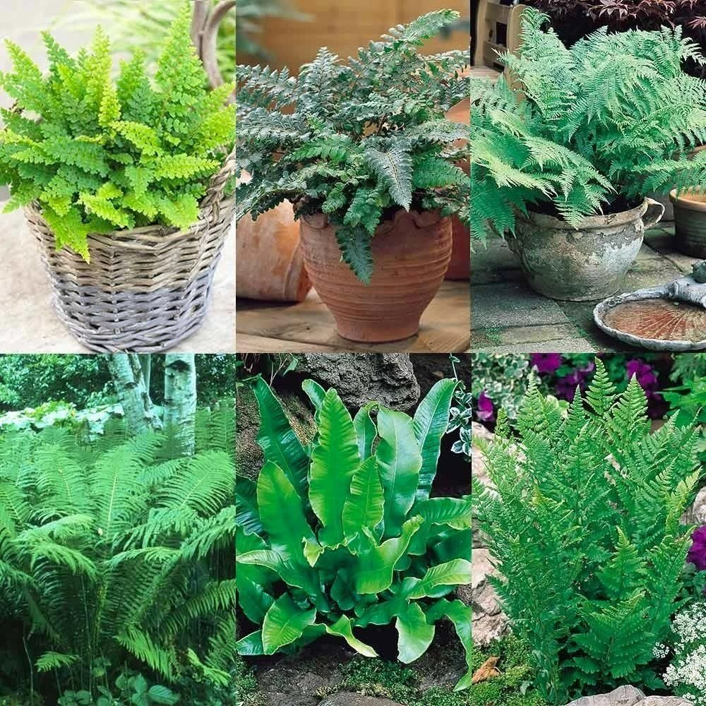 Fantastic Ferns Collection - FIVE Different Fern Plants In Assorted Varieties 1 Fantastic Ferns Collection - FIVE Different Fern Plants In Assorted Varieties