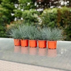 Festuca Glauca Blue Fescue - Pack Of FIVE -Outlet Plant Store festuca blue pack of 5