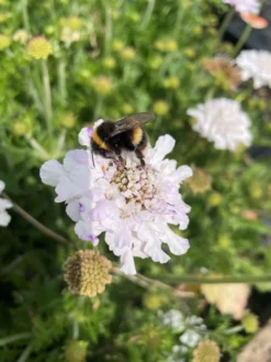 Scabiosa Columbaria 'Flutter Pure White' - Scabious -Outlet Plant Store flutterby 1 scaled