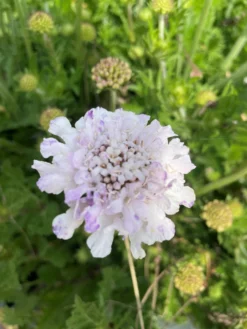Scabiosa Columbaria 'Flutter Pure White' - Scabious -Outlet Plant Store flutterby 2 scaled