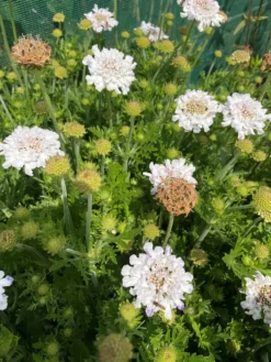 Scabiosa Columbaria 'Flutter Pure White' - Scabious -Outlet Plant Store flutterby 3 scaled