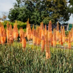 Eremurus X Isabellinus Romance - Foxtail Lily -Outlet Plant Store foxtail lily 1