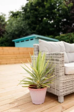 Patio Adams Needle Yucca Jewel Palm Tree - Approx 60cms+ Tall 9 Patio Adams Needle Yucca Jewel Palm Tree - Approx 60cms+ Tall -Outlet Plant Store gardening express lifestyle 2 web 111