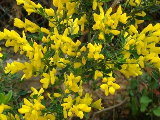 Bargain Hardy Flowering Shrub Collection - Selection Of FIVE Garden Shrubs 10 Bargain Hardy Flowering Shrub Collection - Selection Of FIVE Garden Shrubs - Image 10