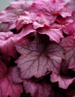 Handsome Heuchera Collection - Pack Of FOUR Evergreen Plants 23 Handsome Heuchera Collection - Pack Of FOUR Evergreen Plants -Outlet Plant Store georgia plum heuchera 1 1