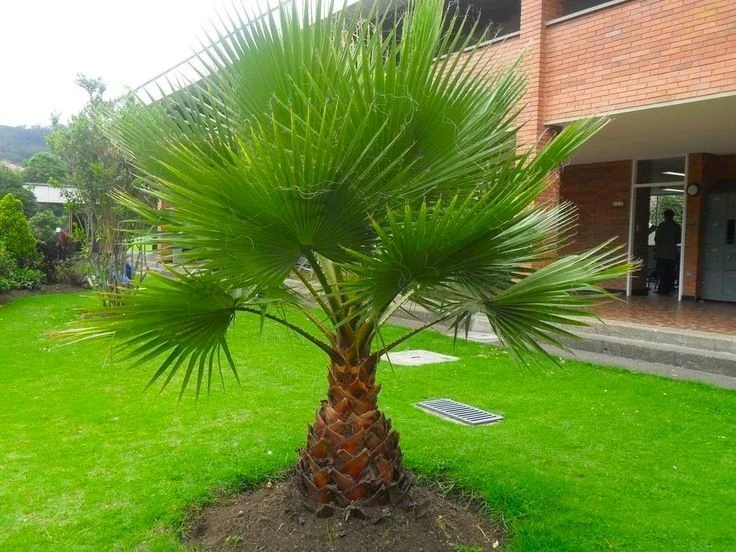 Giant Circa 5ft Fan Palm - Washingtonia Robusta - Perfect For Patios 2 Giant Circa 5ft Fan Palm - Washingtonia Robusta - Perfect For Patios - Image 2