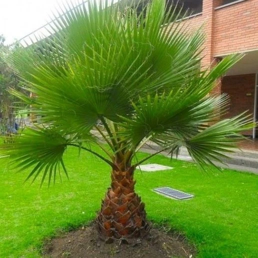 Giant Circa 5ft Fan Palm - Washingtonia Robusta - Perfect For Patios 1 Giant Circa 5ft Fan Palm - Washingtonia Robusta - Perfect For Patios