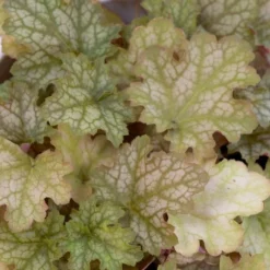 Heuchera Ginger Ale -Outlet Plant Store ginger ale 1