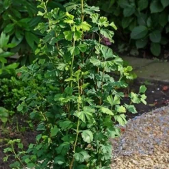Ginkgo Biloba Menhir - Columnar Maidenhair Tree - Circa 80cm 5 Ginkgo Biloba Menhir - Columnar Maidenhair Tree - Circa 80cm -Outlet Plant Store ginkgo menhir 2