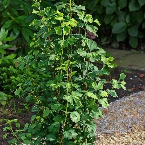 Ginkgo Biloba Menhir - Columnar Maidenhair Tree - Circa 80cm 3 Ginkgo Biloba Menhir - Columnar Maidenhair Tree - Circa 80cm - Image 3