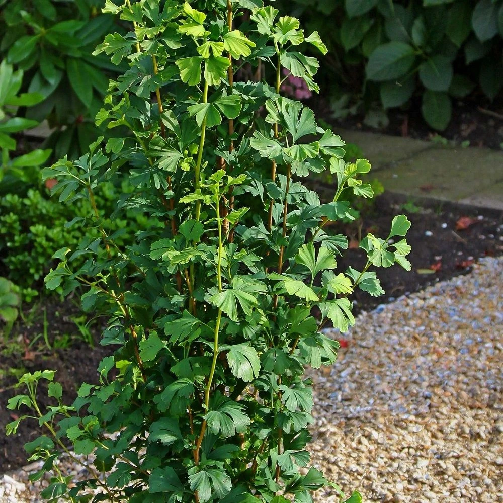 Ginkgo Biloba Menhir - Columnar Maidenhair Tree - Circa 80cm 2 Ginkgo Biloba Menhir - Columnar Maidenhair Tree - Circa 80cm - Image 2