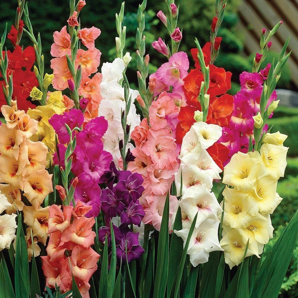 Gladiolus Giant Flowered Mixture - Pack Of 100 Gladioli Corms 1 Gladiolus Giant Flowered Mixture - Pack Of 100 Gladioli Corms