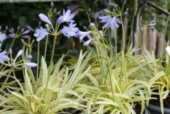 Agapanthus Golden Drop - Variegated Nile Lily -Outlet Plant Store golden drop3
