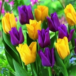 Tulip Garden Friends - Pack Of 25 Bulbs 1 Tulip Garden Friends - Pack Of 25 Bulbs