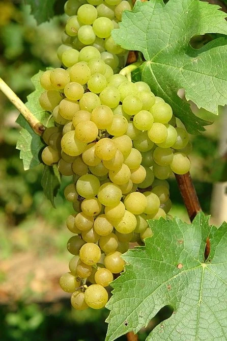Vitis Vinifera Solaris - Super Sweet White Grapes For Table Or Wine Making! 1 Vitis Vinifera Solaris - Super Sweet White Grapes For Table Or Wine Making!
