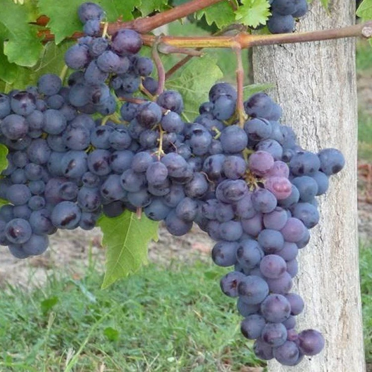 Large Circa 5-6ft Grape Vine - Vitis Vinifera 'Alphonse Lavallée' 1 Large Circa 5-6ft Grape Vine - Vitis Vinifera 'Alphonse Lavallée'