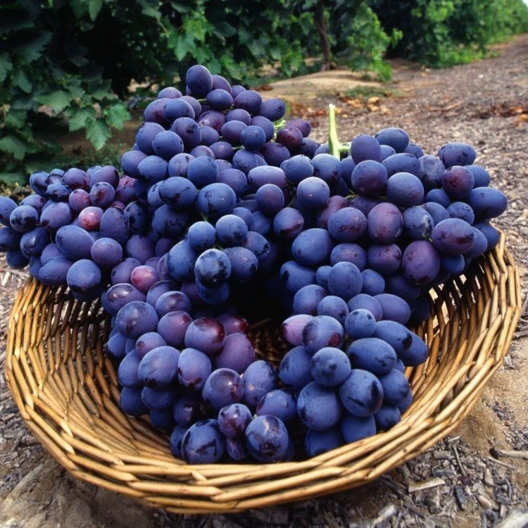 Large Circa 5-6ft Grape Vine - Vitis Vinifera 'Autumn Royal' 1 Large Circa 5-6ft Grape Vine - Vitis Vinifera 'Autumn Royal'