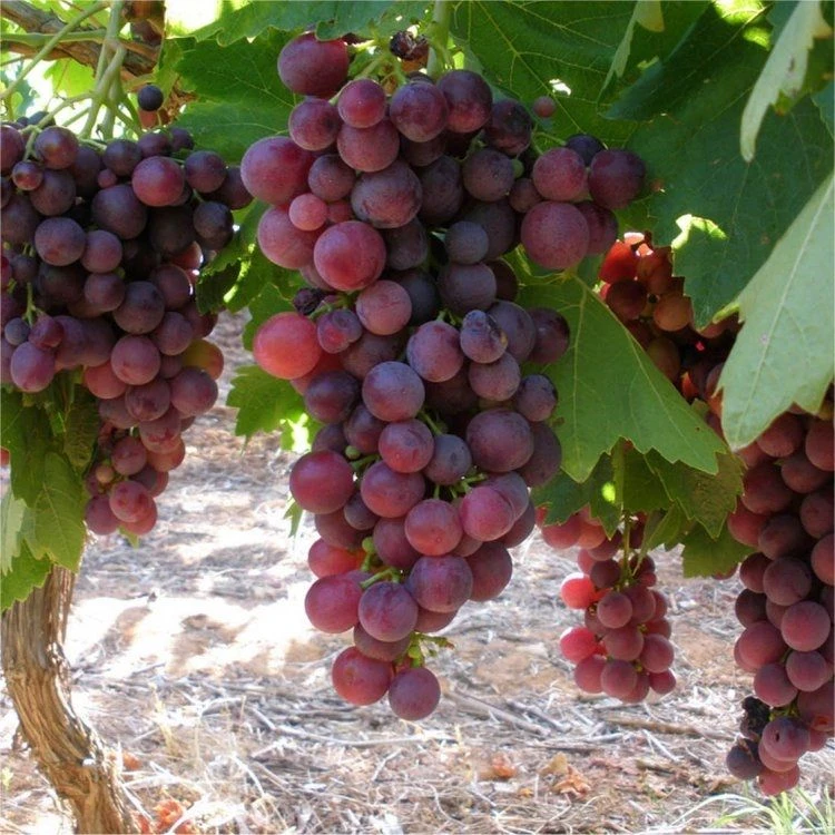 Large Circa 5-6ft Grape Vine - Vitis Vinifera 'Cardinal' 1 Large Circa 5-6ft Grape Vine - Vitis Vinifera 'Cardinal'