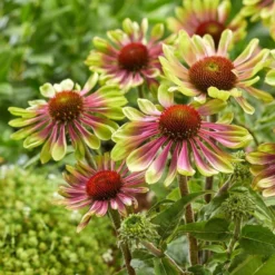 Echinacea Purpurea Green Twister - Cone Flower Plants -Outlet Plant Store green twister
