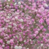 Gypsophila Paniculata Breeders Mix - Pink & White - Pack Of TWENTY