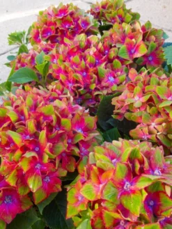 Hydrangea Glam Rock - Amazing Multi-Coloured Schloss Wackerbarth Hardy Hydrangea Shrub -Outlet Plant Store h glamr1 1