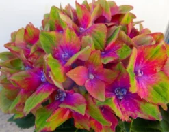 Hydrangea Glam Rock - Amazing Multi-Coloured Schloss Wackerbarth Hardy Hydrangea Shrub -Outlet Plant Store h glamr4 1