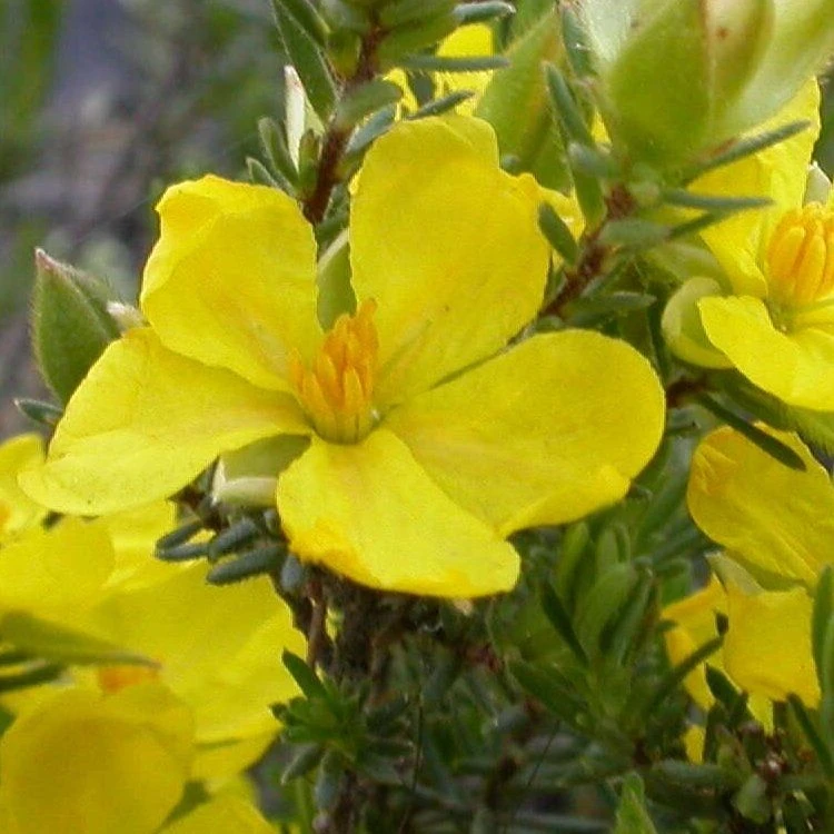 Halimium Commutatum 1 Halimium Commutatum