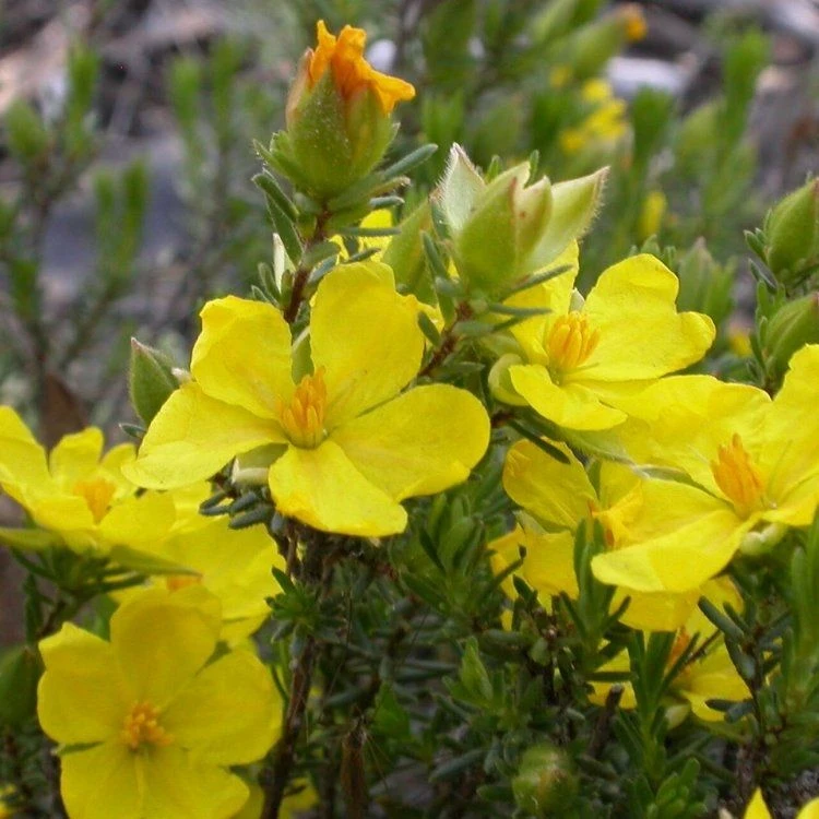 Halimium Commutatum 2 Halimium Commutatum - Image 2