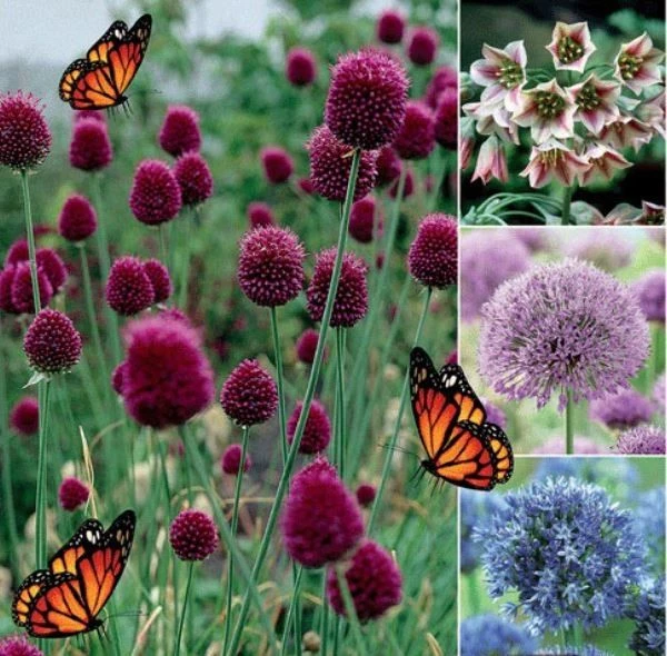 Happy Butterfly Collection - Pack Of 50 Bulbs 1 Happy Butterfly Collection - Pack Of 50 Bulbs