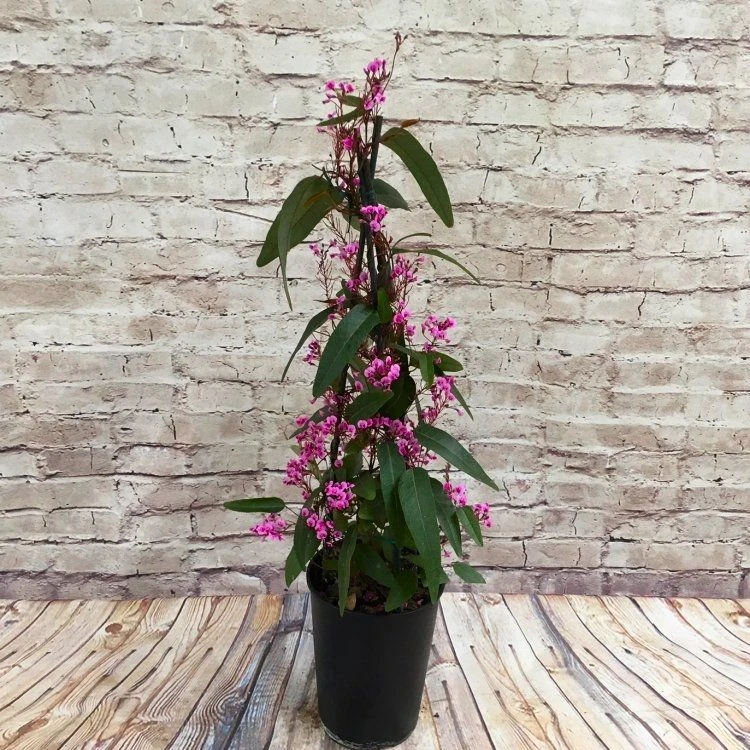 Hardenbergia Violacea Rosea "Candy Wrapper" - Evergreen Pink Coral Pea 2 Hardenbergia Violacea Rosea "Candy Wrapper" - Evergreen Pink Coral Pea - Image 2