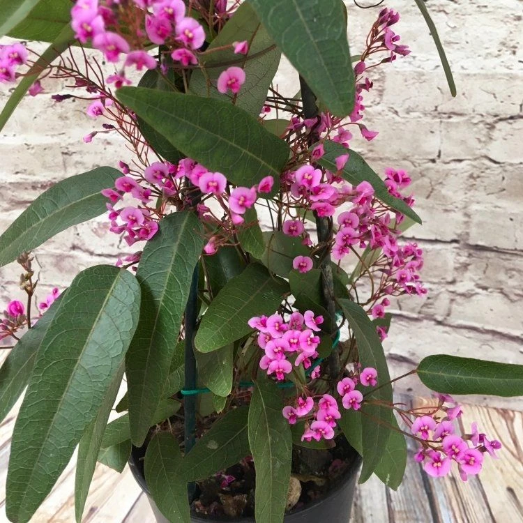 Hardenbergia Violacea Rosea "Candy Wrapper" - Evergreen Pink Coral Pea 1 Hardenbergia Violacea Rosea "Candy Wrapper" - Evergreen Pink Coral Pea
