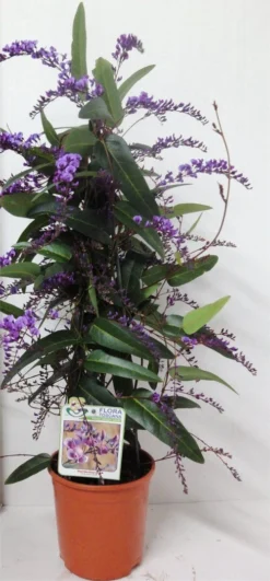 Hardenbergia Violacea "Happy Wanderer" - Evergreen Purple Coral Pea 6 Hardenbergia Violacea "Happy Wanderer" - Evergreen Purple Coral Pea -Outlet Plant Store hardenbergia happy wanderer