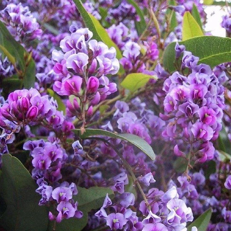 Hardenbergia Violacea "Happy Wanderer" - Evergreen Purple Coral Pea 1 Hardenbergia Violacea "Happy Wanderer" - Evergreen Purple Coral Pea
