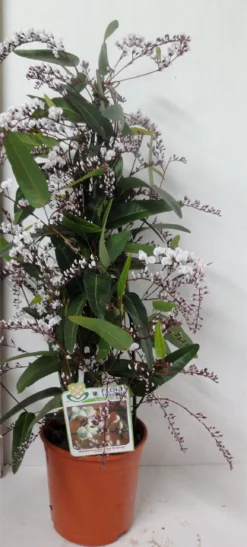 Hardenbergia Violacea Alba "Free N Easy" - Evergreen White Coral Pea -Outlet Plant Store hardenbergia white scaled
