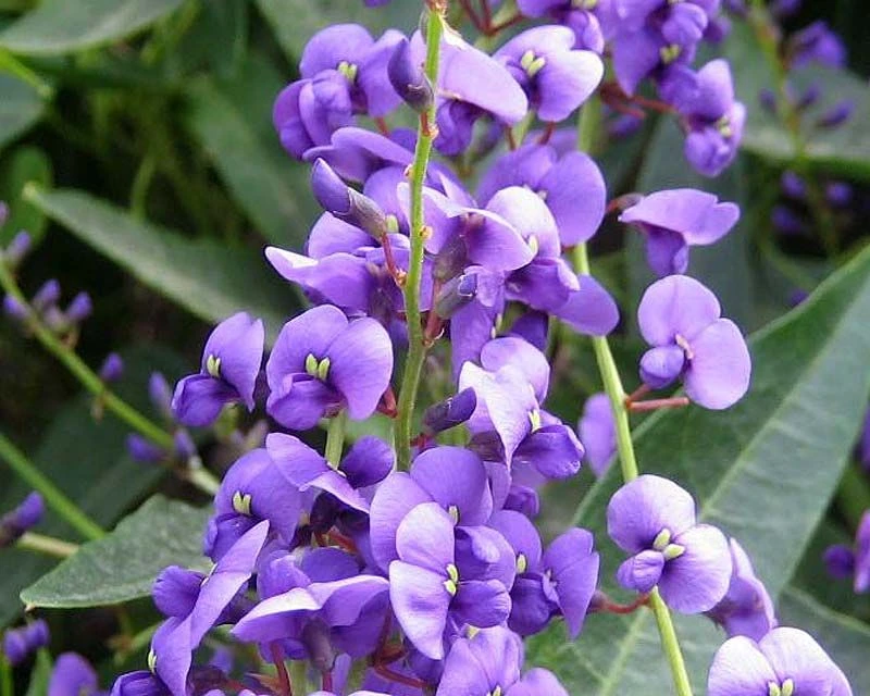 Hardenbergia Violacea "Happy Wanderer" - Evergreen Purple Coral Pea 4 Hardenbergia Violacea "Happy Wanderer" - Evergreen Purple Coral Pea - Image 4