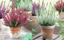 Heather Collection - Pack Of 12 - Winter Hardy Evergreen Plants In Bud 10 Heather Collection - Pack Of 12 - Winter Hardy Evergreen Plants In Bud -Outlet Plant Store heather pink whitex750