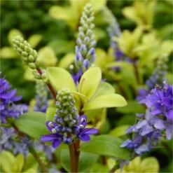 Hebes Collection - Selection Of SIX Outstanding Hardy Evergreen Hebe Plants 19 Hebes Collection - Selection Of SIX Outstanding Hardy Evergreen Hebe Plants -Outlet Plant Store hebe golden anniversary 750x750 1