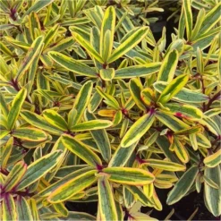 Hebes Collection - Selection Of SIX Outstanding Hardy Evergreen Hebe Plants 20 Hebes Collection - Selection Of SIX Outstanding Hardy Evergreen Hebe Plants -Outlet Plant Store hebe jewel of the nile 750x750 1